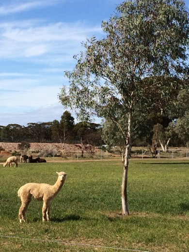 Hearts Across Australia Week 01 photo from 22 May 2015.