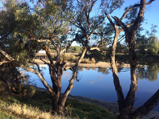 Trees reflected in the Avon River near Northam on the morning of Day 3