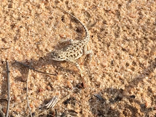 Native wildlife seen near Yellowdine on Day 10