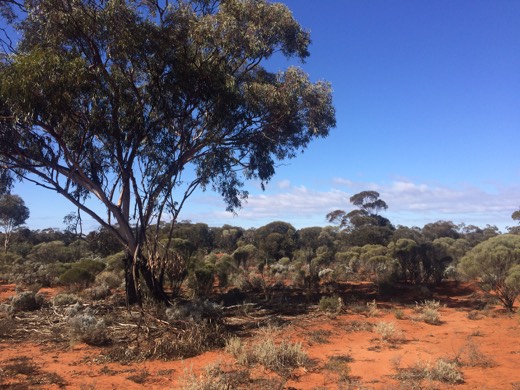 Hearts Across Australia Week 02 photo from 29 May 2015.