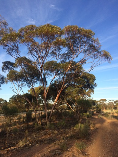 Hearts Across Australia Week 03 photo from 1 Jun 2015.