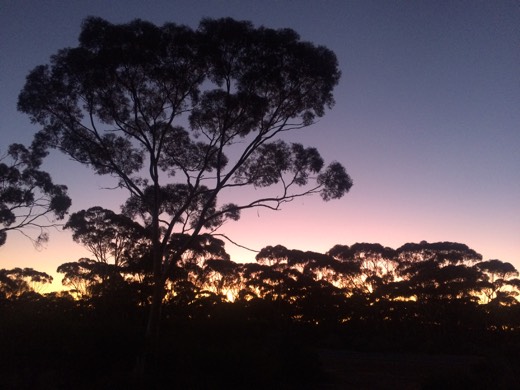 Sunrise behind trees on the Day 19 route toward Norseman