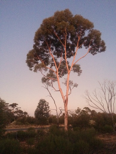 Hearts Across Australia Week 03 photo from 3 Jun 2015.