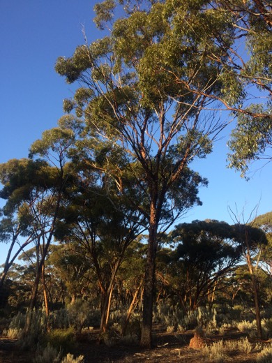 Hearts Across Australia Week 03 photo from 4 Jun 2015.