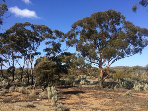 Hearts Across Australia Week 03 photo from 4 Jun 2015.