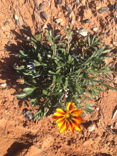 Hearts Across Australia Week 03 photo from 4 Jun 2015.
