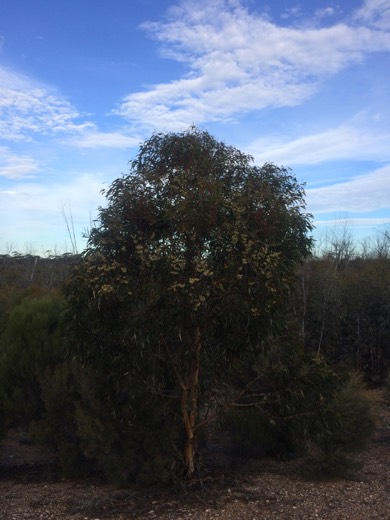 Hearts Across Australia Week 03 photo from 6 Jun 2015.
