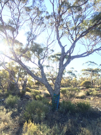 Hearts Across Australia Week 04 photo from 7 Jun 2015.