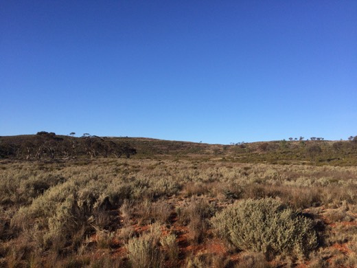 Open scrubby hillside under a clear blue sky near the Eyre Highway