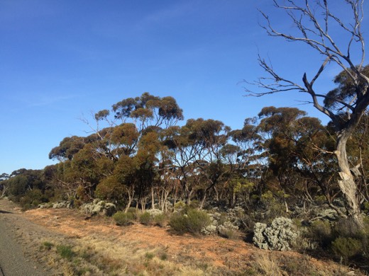 Hearts Across Australia Week 04 photo from 8 Jun 2015.
