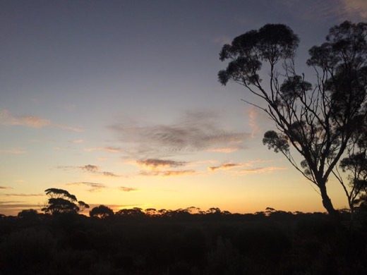 Evening sky and trees at the end of Day 26.
