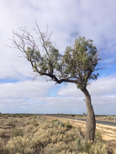 A lone tree beside the Eyre Highway on Day 26.