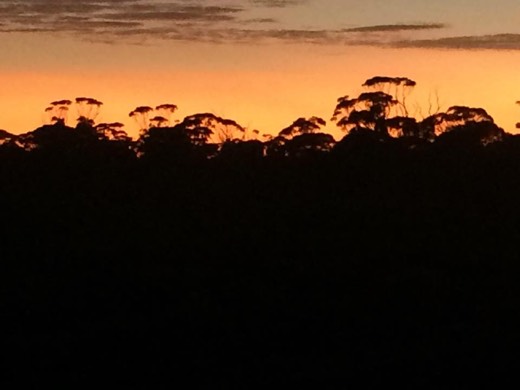Orange sunrise silhouetting trees beside the 90 Mile Straight.