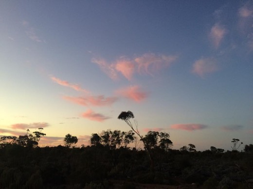 Pink clouds above the scrub during the Day 27 sunrise.