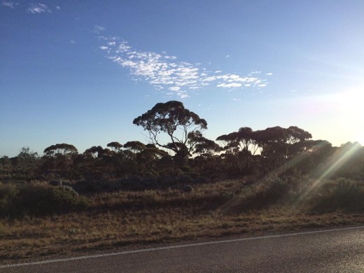 Morning sun flaring across trees beside the Eyre Highway.