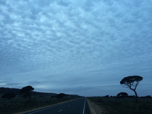 Single roadside tree under a patterned winter sky east of Madura