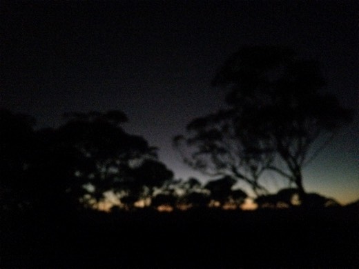 Dark dawn sky and tree silhouettes west of Nundroo