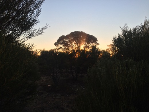 Sunrise glowing through roadside scrub beside the Eyre Highway