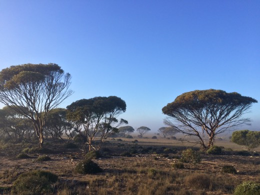 Day 45 photo from 29 Jun 2015 during Hearts Across Australia.