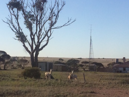 Llamas and farm buildings beside the Eyre Highway on Day 45