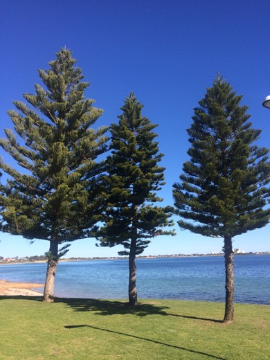 Foreshore trees beside the water in Ceduna