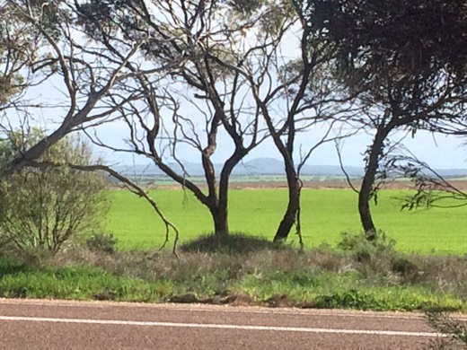 Hearts Across Australia Week 07 photo from 7 Jul 2015.