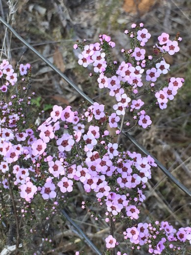 Hearts Across Australia Week 07 photo from 8 Jul 2015.