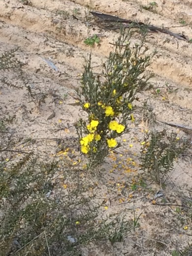 Hearts Across Australia Week 07 photo from 8 Jul 2015.
