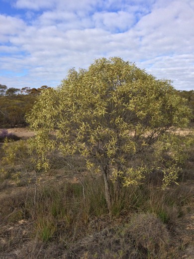 Hearts Across Australia Week 07 photo from 8 Jul 2015.