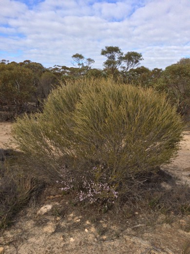 Hearts Across Australia Week 07 photo from 8 Jul 2015.