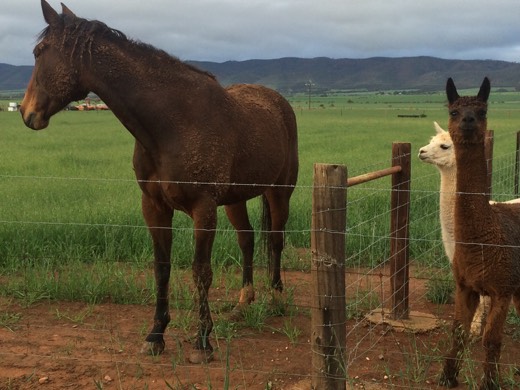 Hearts Across Australia Week 08 photo from 13 Jul 2015.