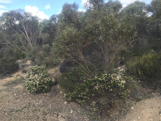 Hearts Across Australia Week 10 photo from 24 Jul 2015.