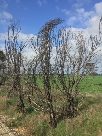 Hearts Across Australia Week 11 photo from 25 Jul 2015.