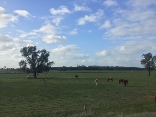 Cattle in a green Victorian paddock on Day 71