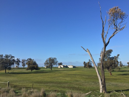 Green Victorian paddocks and a bare tree under blue sky on Day 72