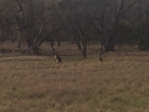 Two kangaroos in a paddock during Day 73 of Hearts Across Australia