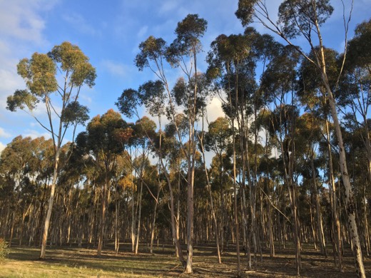 Hearts Across Australia Week 11 photo from 27 Jul 2015.