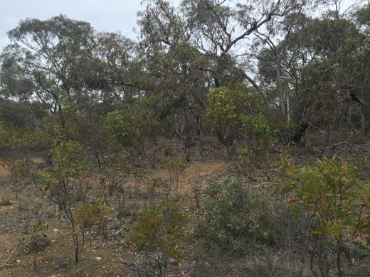 Hearts Across Australia Week 11 photo from 29 Jul 2015.