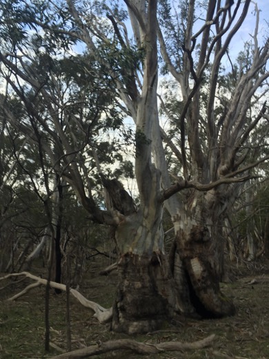 Hearts Across Australia Week 11 photo from 30 Jul 2015.