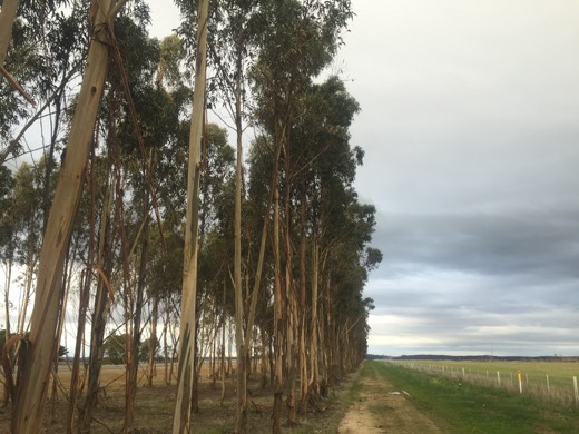 Hearts Across Australia Week 11 photo from 30 Jul 2015.