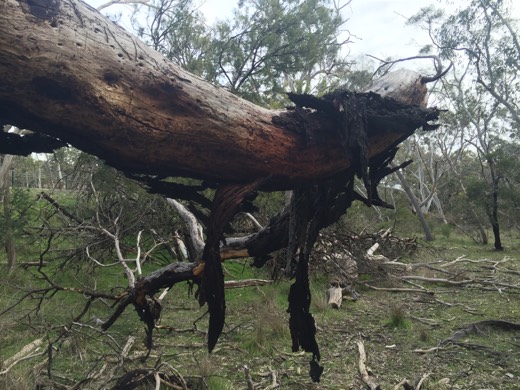 Hearts Across Australia Week 11 photo from 30 Jul 2015.