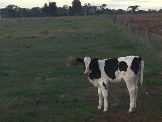 Hearts Across Australia Week 11 photo from 4 Aug 2015.