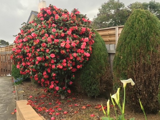 Hearts Across Australia Week 11 photo from 5 Aug 2015.