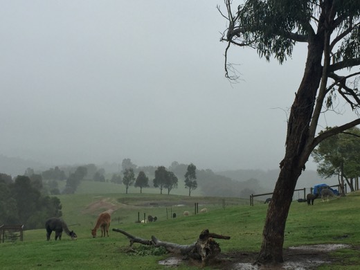 Hearts Across Australia Week 11 photo from 6 Aug 2015.