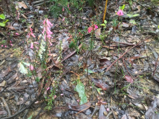 Hearts Across Australia Week 11 photo from 6 Aug 2015.