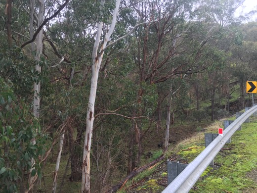 Hearts Across Australia Week 11 photo from 7 Aug 2015.