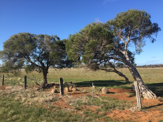 Hearts Across Australia Week 11 photo from 4 Aug 2015.