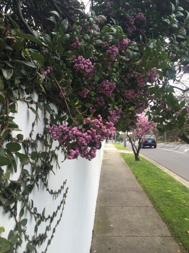 Hearts Across Australia Week 11 photo from 5 Aug 2015.