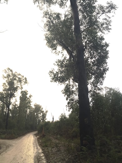 Hearts Across Australia Week 11 photo from 6 Aug 2015.