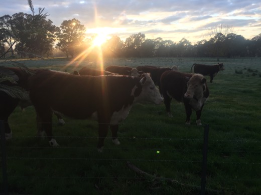 Hearts Across Australia Week 12 photo from 9 Aug 2015.